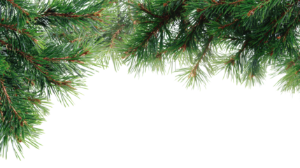 Pine branches on a white isolate background, perfect for seasonal decoration and festive themes.