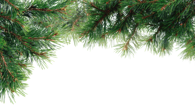 Pine branches on a white isolate background, perfect for seasonal decoration and festive themes.
