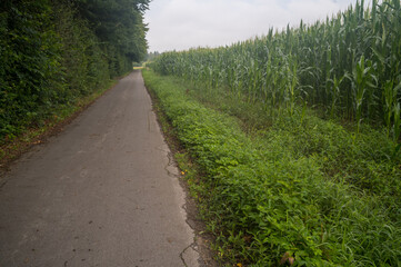 Narrow asphalt road leading through green field and forest landscape