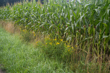 Green cornfield growing behind wildflowers and grass