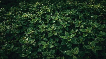 Obraz premium A Dense Green Area Creates a Captivating Backdrop