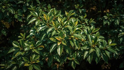 Fototapeta premium Abundant guava leaf trees amidst vibrant green forest landscape