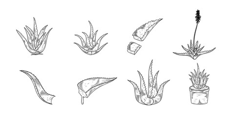 Aloe Vera Hand Drawn Ink Sketch Vector Set Illustration