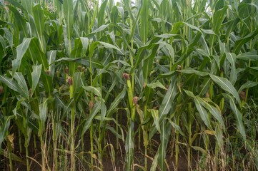 Green corn stalks growing in agricultural field