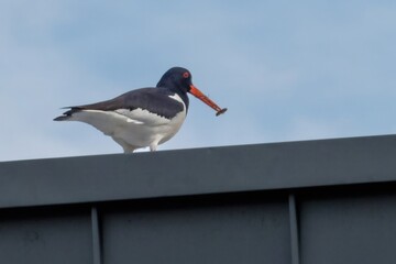 Eurasian oystercatcher holding insect on metal roof