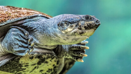 Portrait of a  South American River Turtle swimming in an aquarium. Podocnemis expansa, ZooParc de Beauval, Saint Aignan sur Cher, Loir et Cher 41, R&eacute;gion Pays de la Loire, France, Europe