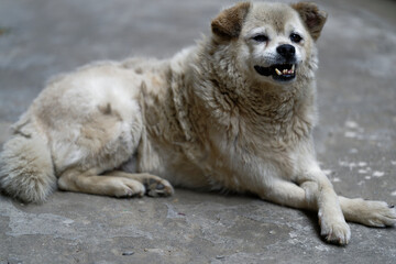 White dog with crooked teeth