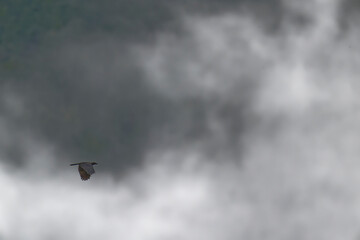 A crow is flying in the cloudy sky
