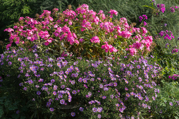 Violet Aster dumosus ‘Professor Anton Kippenberg’ grows in the garden along with pink panicle phlox (Phlox paniculata).