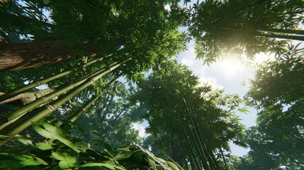 Lush bamboo forest canopy, sunlight