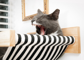 Cat yawning with mouth wide open in hammock. Sleepy and comfortable kitty cat lying in wall mounted...