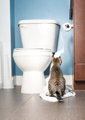 Cat unrolling toilet paper in bathroom. Cute kitty cat playing or destroying toilet paper. Cat...
