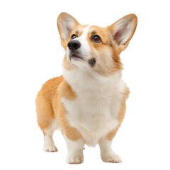 Cute Corgi with Short Legs Standing Proudly Isolated on White Background for Stock Photography Use