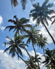 Obraz premium coconut palm trees