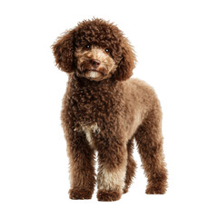 Playful Poodle with Curly Coat Isolated on White Background for Pet Photography and Animal Companionship