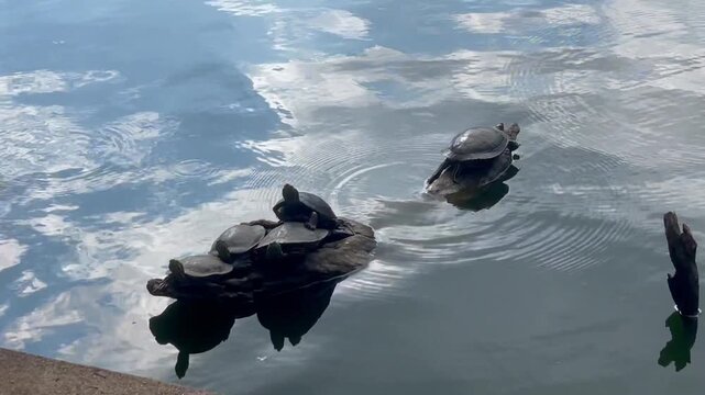 A group of Turtles on a tree in the lake, in the horto florestal Park in Sao Paulo, Brazil.