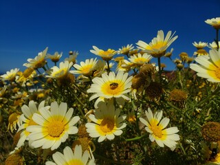 yellow flowers on blue sky