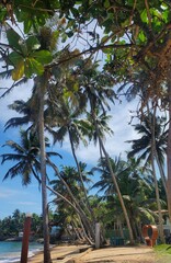 palm trees on the beach