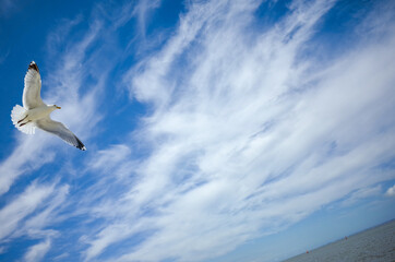 Seagull on the North Sea Coast at Norddeich