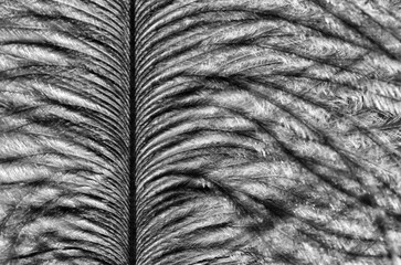 An extreme monochrome close-up highlighting the intricate central shaft and fine, textured barbs of...