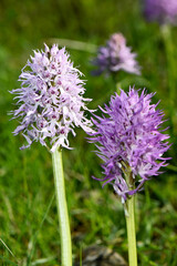 A close-up of two beautiful Orchis italica, or Naked Man Orchids, showcasing their distinct spiky, conical blooms in shades of pale pink and vibrant purple against a soft green background.
