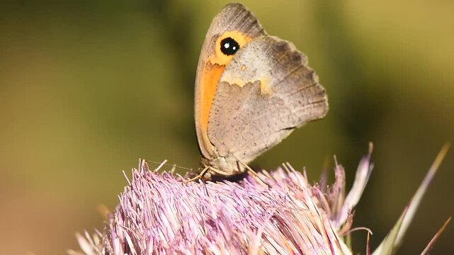 A macro close-up video captures a Maniola Cypricola butterfly with its distinctive eyespot and muted orange-brown wings, gracefully perched on a spiky purple thistle bloom.