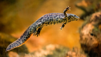 Spanish ribbed newt swimming underwater in a vivarium. Pleurodeles waltl, Aquarium de Touraine, Touraine, Indre et Loire 37, région Centre Val de Loire, France, European Union, Europe