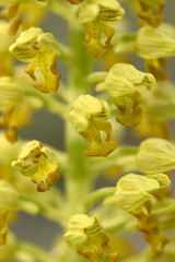 An extreme close-up of the inflorescence of a Neotinea punctulata (formerly Orchis punctulata) wild...