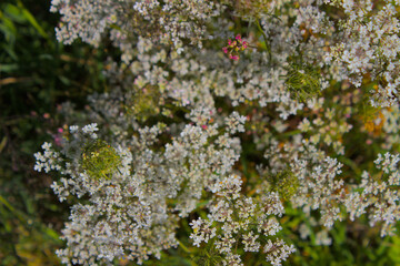 White umbel inflorescences on green lawn