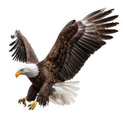 Obraz premium Majestic Bald Eagle Spreading Its Wings Against a White Background, Isolated for Stunning Visual Impact