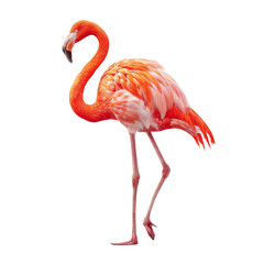 Obraz premium Majestic Flamingo Standing Gracefully on One Leg Isolated Against a White Background for Stunning Visual Appeal