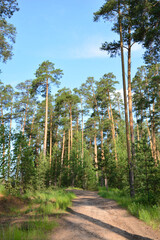 pine forest with tall trees under Blue Sky vertical wallpaper