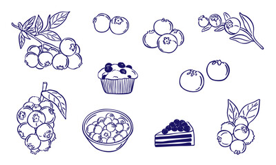 set illustration of blueberry sketch hand drawn