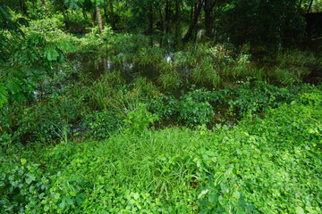 green grass