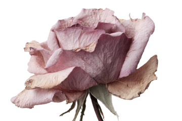 Pressed flower art with a dreamcore aesthetic showcasing dried rose beauty