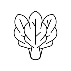 Fresh leafy vegetable bunch healthy organic food ingredient icon vector illustration for salad, cooking, kitchen, outline, farming.