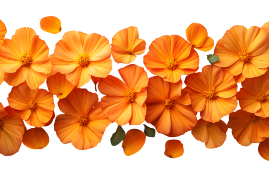 Marigold flowers with petals, top view isolated on white background