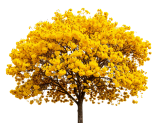 Golden Trumpet Tree with Twisted Trunk and Sparse Flowers, Side Angle View, Isolated PNG