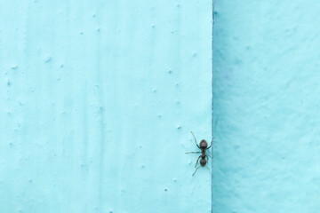 Ant climbing vertical blue wall surface, close up minimalistic insect image.