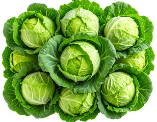 Fototapeta premium Top-Down View of Fresh Green Cabbages in Circular Formation, Clean White Background, Isolated PNG
