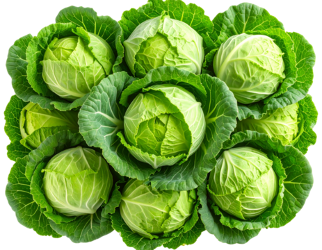  Top-Down View of Fresh Green Cabbages in Circular Formation, Clean White Background, Isolated PNG
