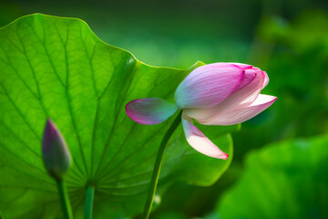 The graceful and beautiful lotus
