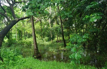green forest in the morning