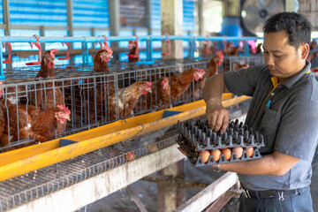 a farmer's hands collecting fresh  eggs from system at a poultry farm. Brown laying hens are...