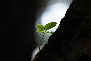 green leaf on black background