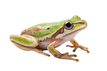 Obraz premium Close-up of a small, light-green and brown frog