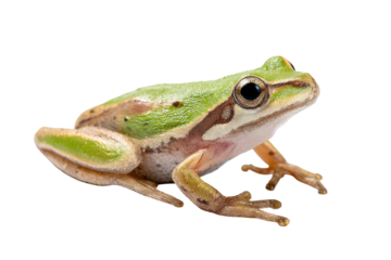 Close-up of a small, light-green and brown frog