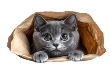 Silver-tipped blue adult Korat cat sitting in paper bag, one paw hanging over edge, looking at camera, isolated on white background