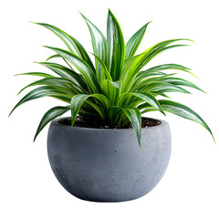 Spider plant in cement pot isolated on white background