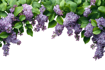 Spring lilac flowers on work desk, top view on white background
